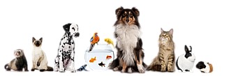 Tiere helfen Menschen